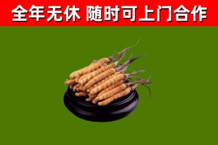 连州市回收散虫草