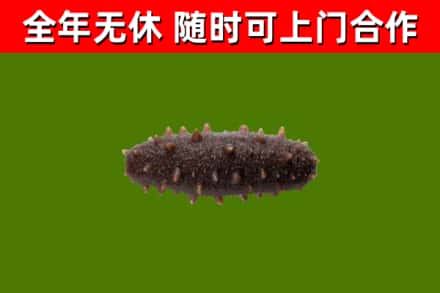 连州市回收海参干